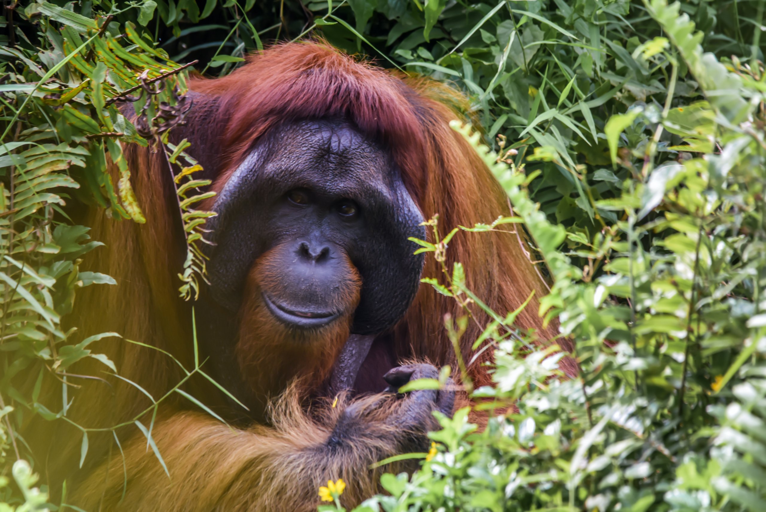 Majestic male Orangutan, Borneo.