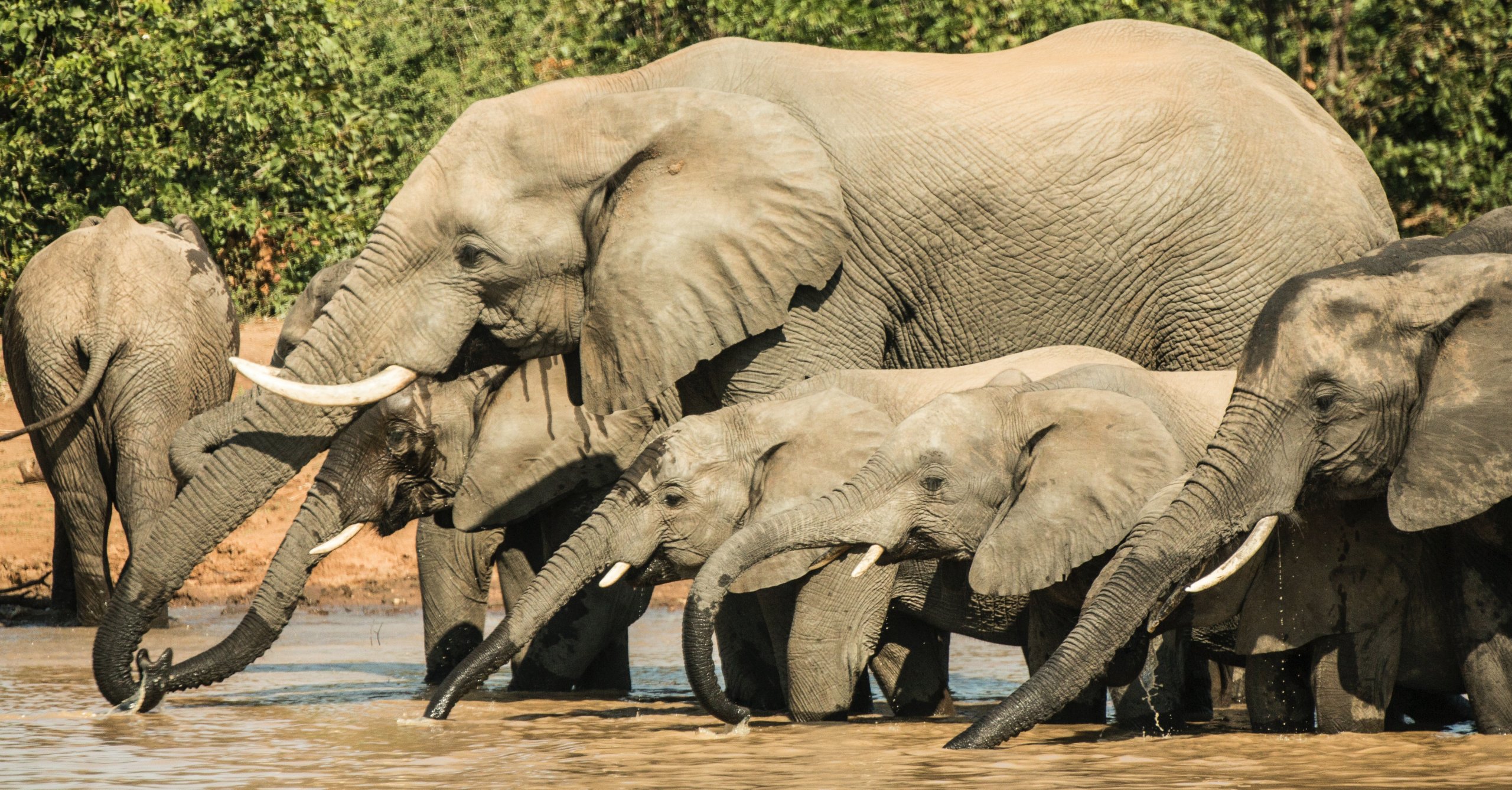 Elephants in water.