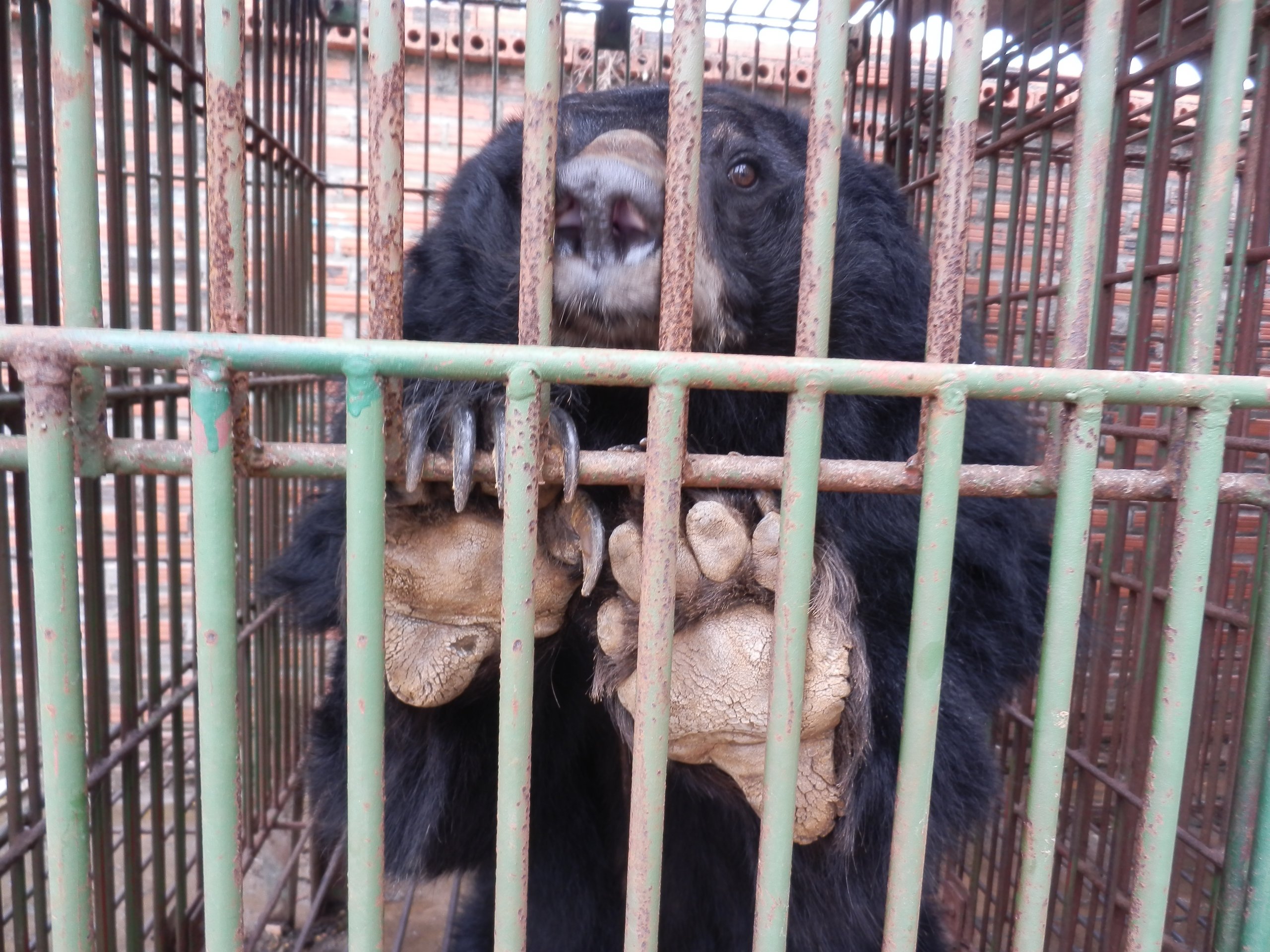 דוב כלוא בחוות דובים בווייטנאם