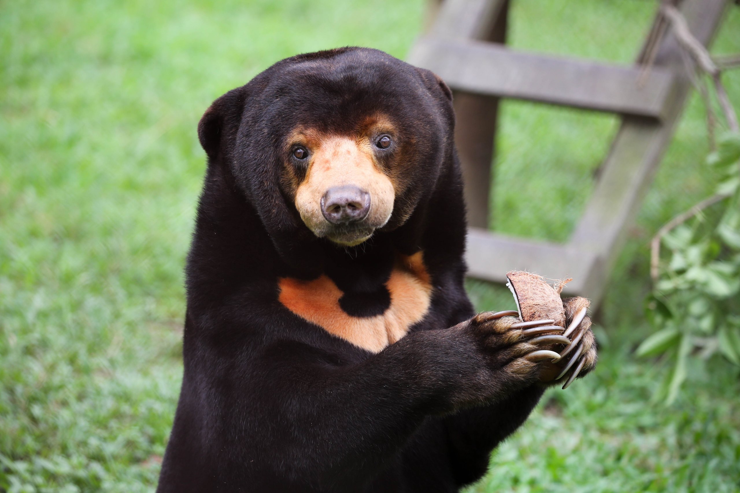 דייויד, דוב שמש שהוצל מחווה בווייטנאם על ידי עמותת Animals Asia