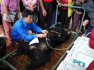 הוצאת נוזל מרה מדוב