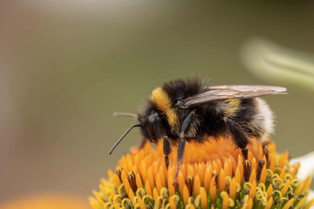 heath-the bumble bee, kryptarum-the bumble bee, hymenoptera
