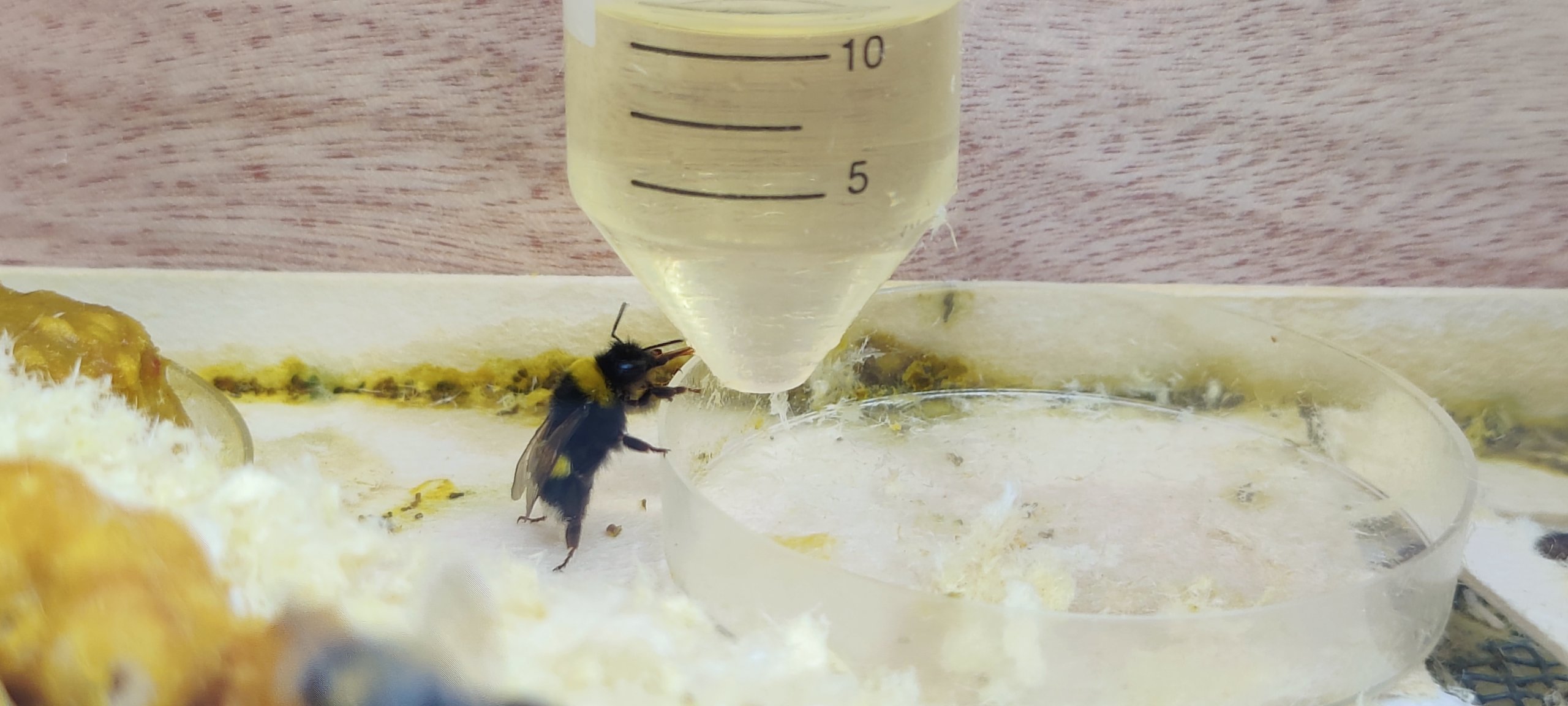 דבורי הבומבוס שותות ישר מהמבחנה. צילום אסף צדקה 2