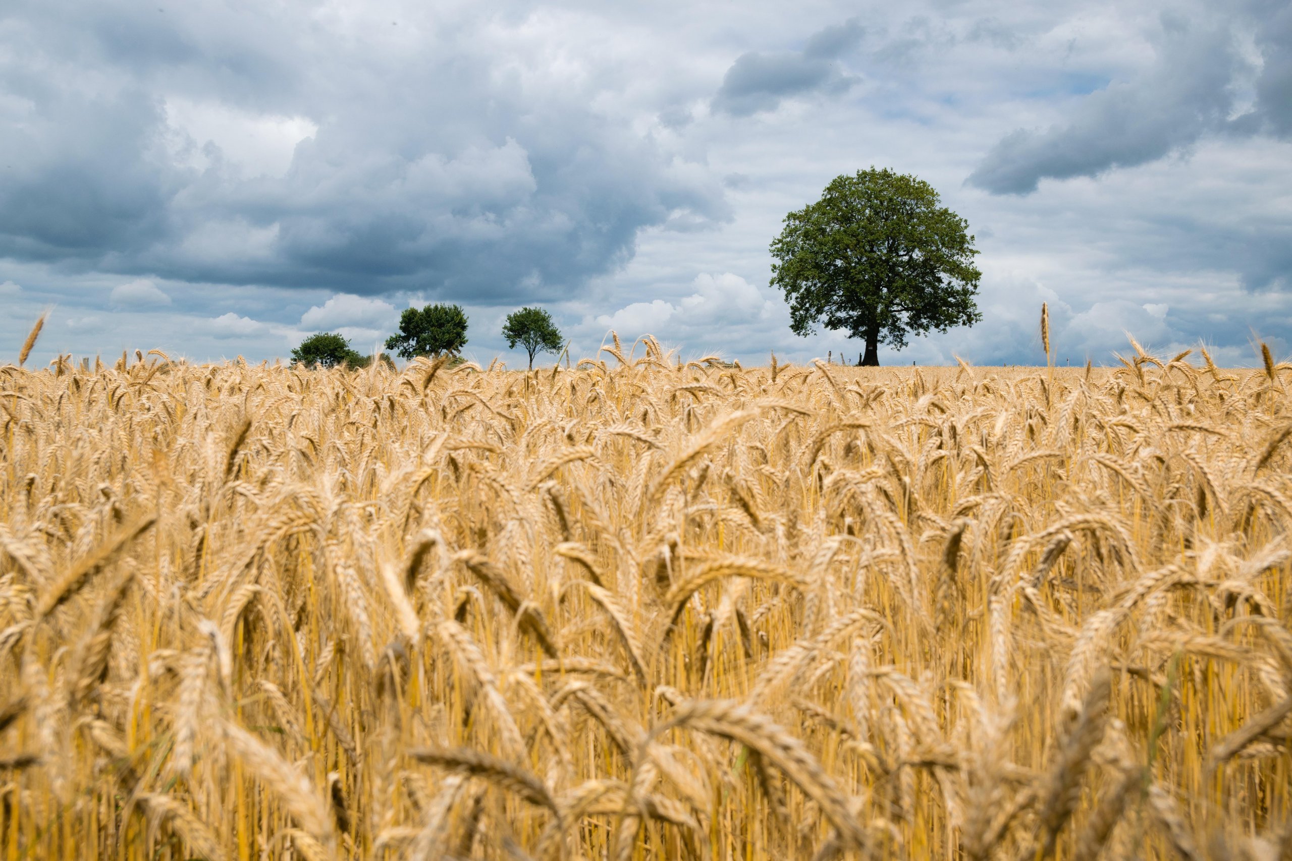 wheat, field, wheat field