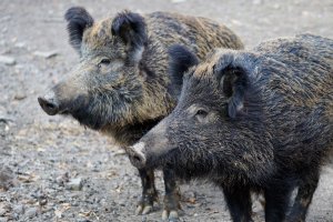 wild boar, pig, sow