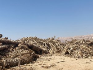 פסולת חקלאית של כפות תמרים פזורה בשטחים סביב מטעי התמרים. צילום מייה ליסקאנו