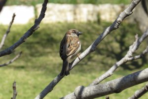 דרור. צילום – רעות אלון