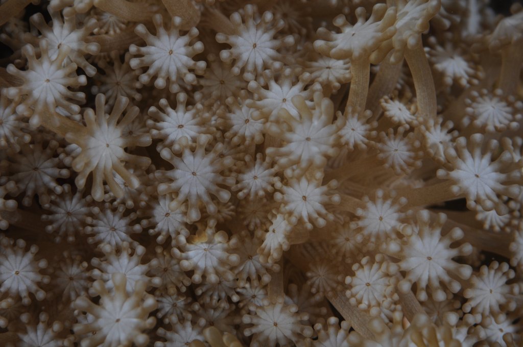 פוליפים של אלמוג האבן Alveopora allingi, הנפוץ באיזורים המזופוטיים של מפרץ אילת.