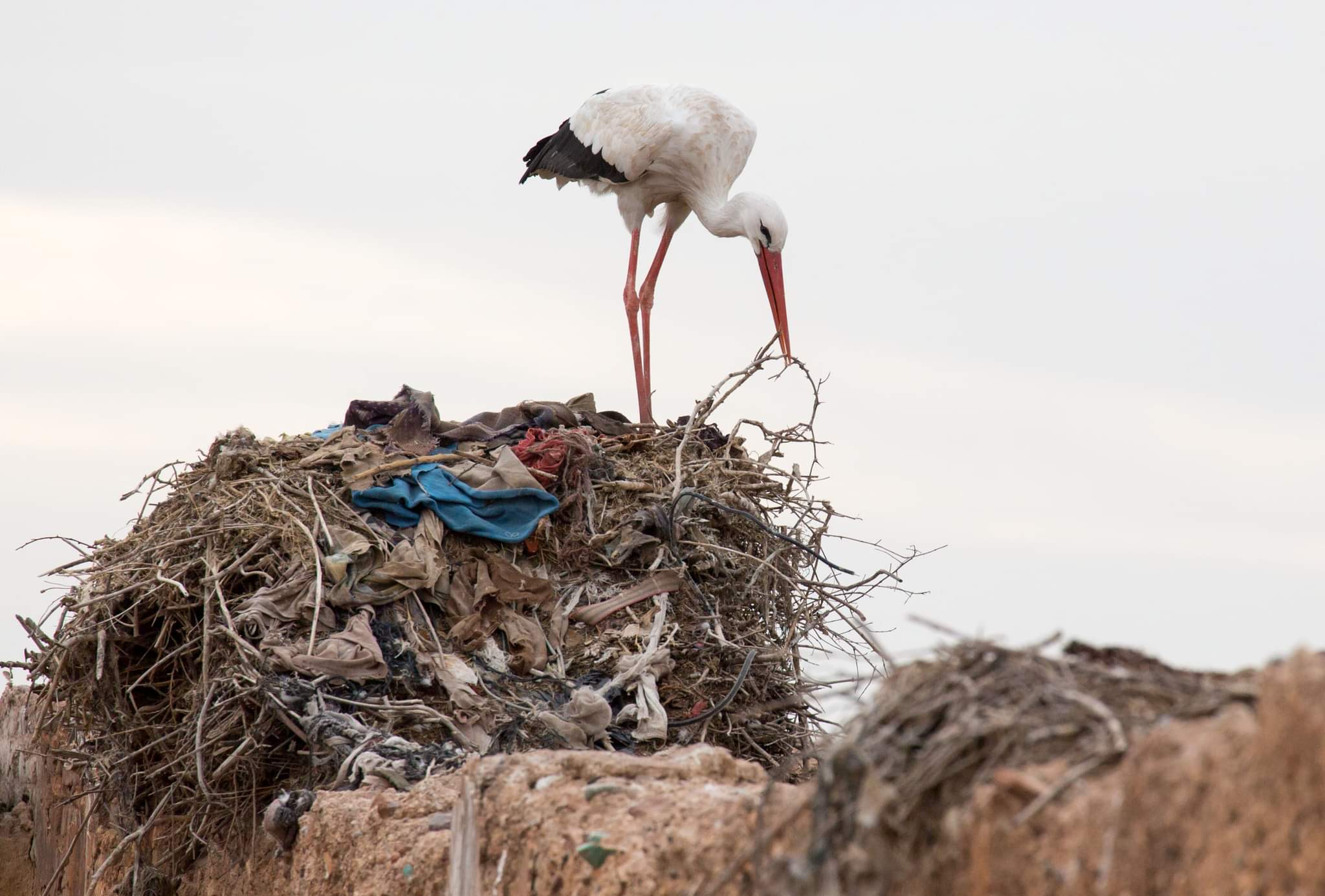 Stuart Vine - White Stork
