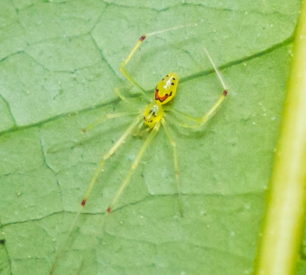 ‏‏Happy-face spider CROPPED. Credit - Melissa McMasters from Memphis, TN, United States, CC BY 2.0 - עותק