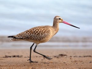 bird, sandpiper, beach