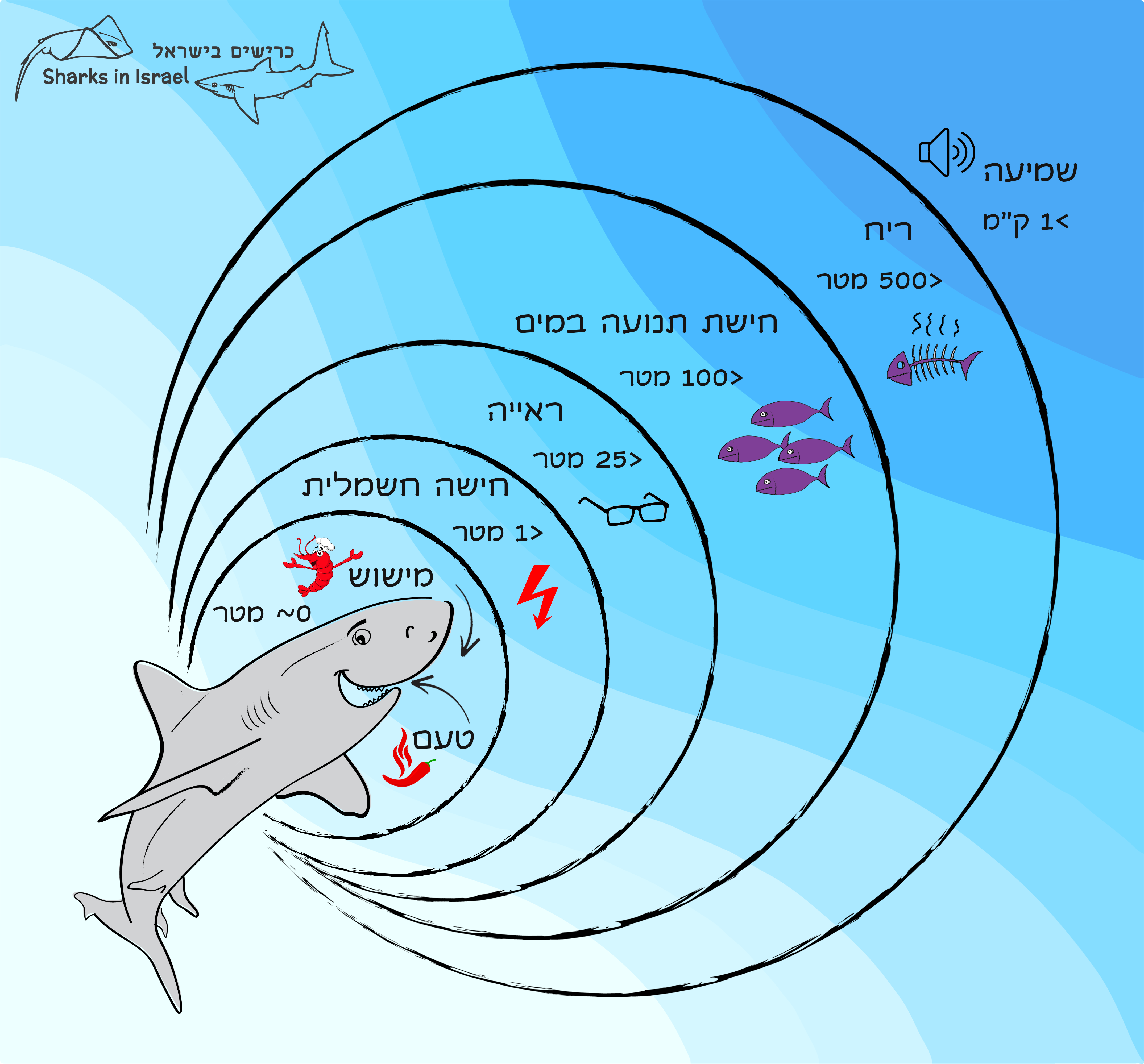איור: עמותת כרישים בישראל