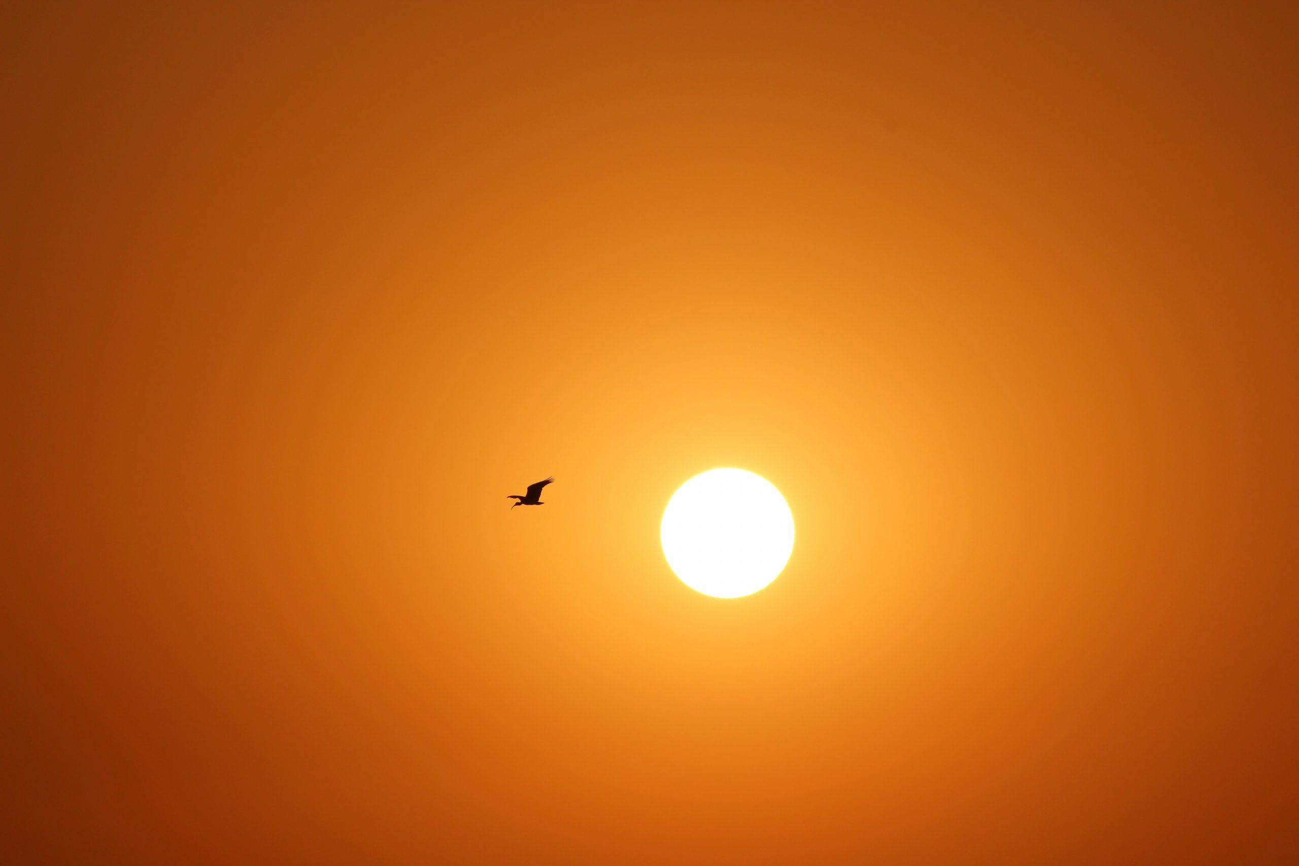 silhouette of bird flying in sunrise
