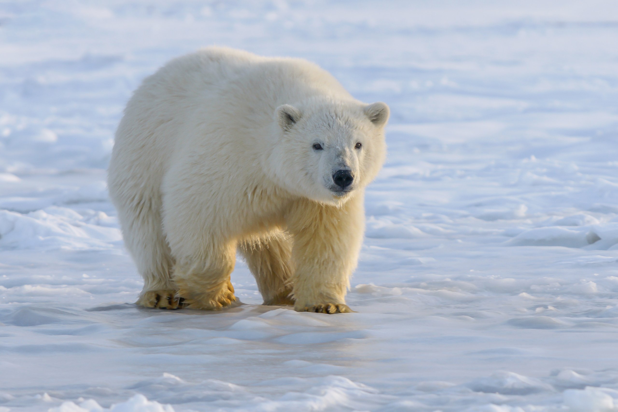 Young polar bear, northern Alaska