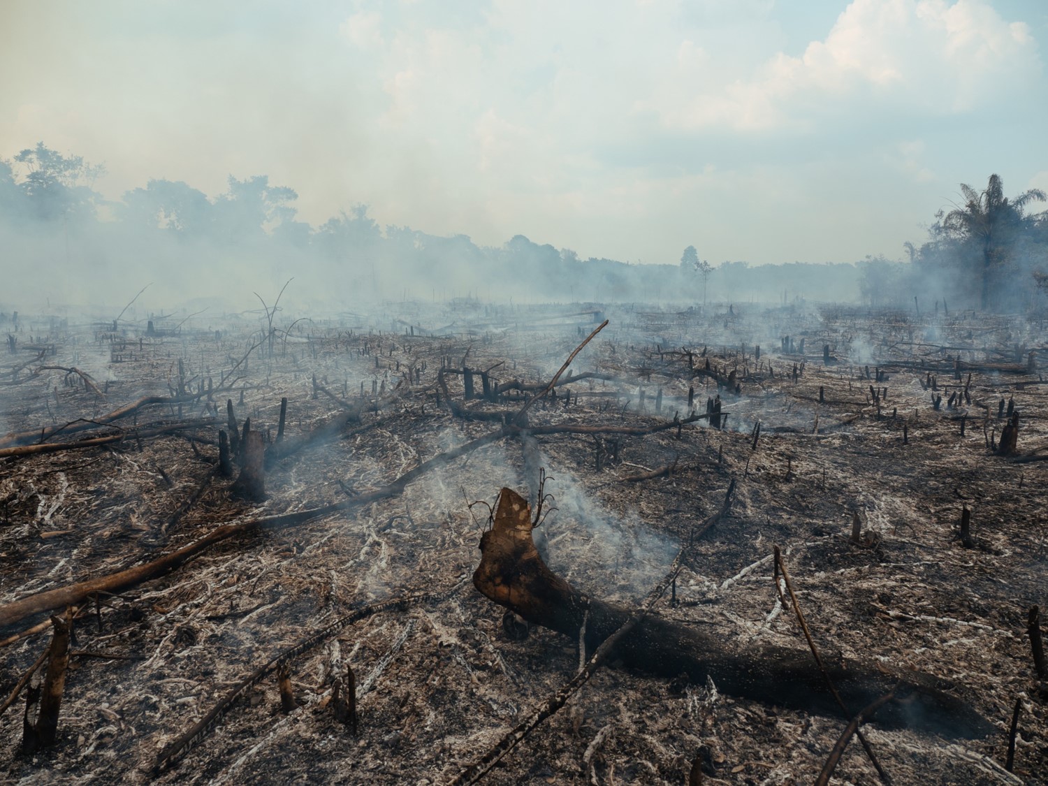 האמזונס לאחר שריפה. צילום – פרופ' פאולו ארטקסו