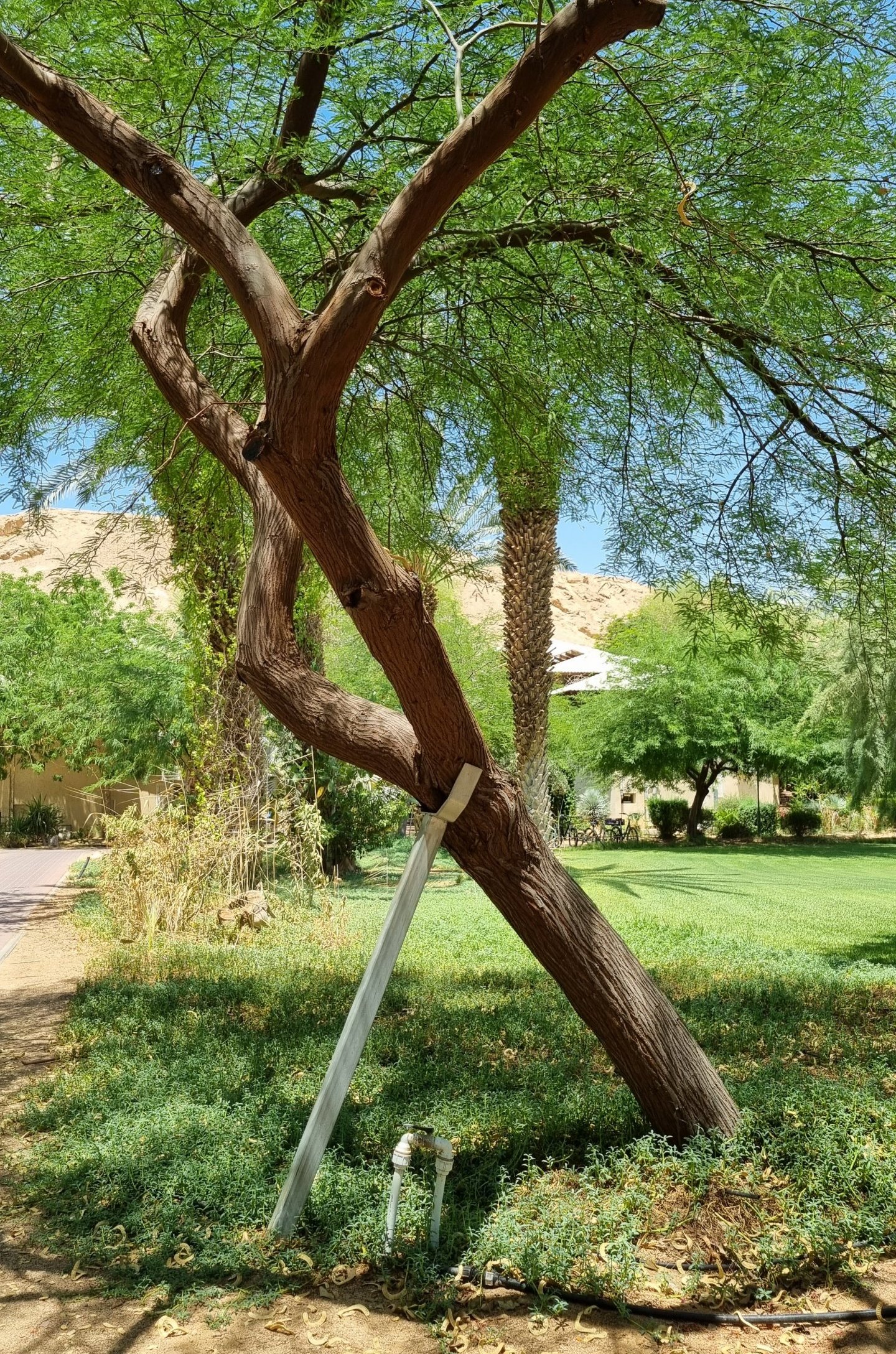 עץ שזקוק לתמיכה1. צילום – ד''ר ניצן שגב