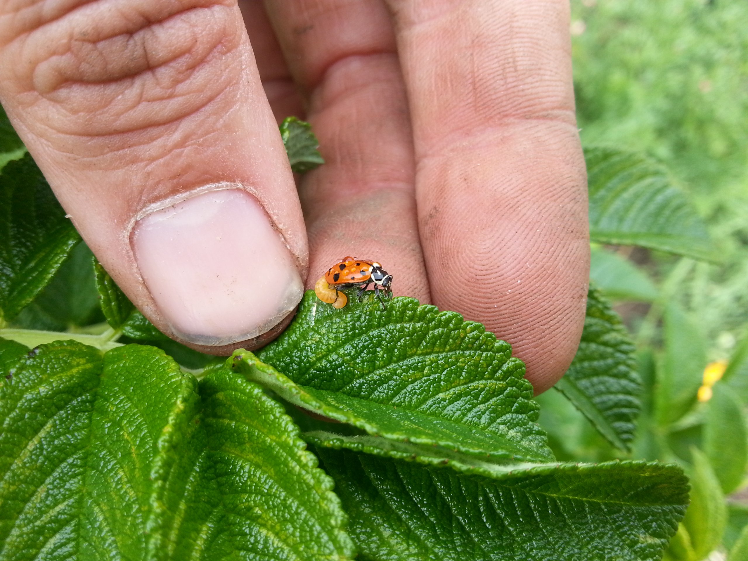 Ladybug_w_larva Neeld Tanksley, CC BY-SA 3.0