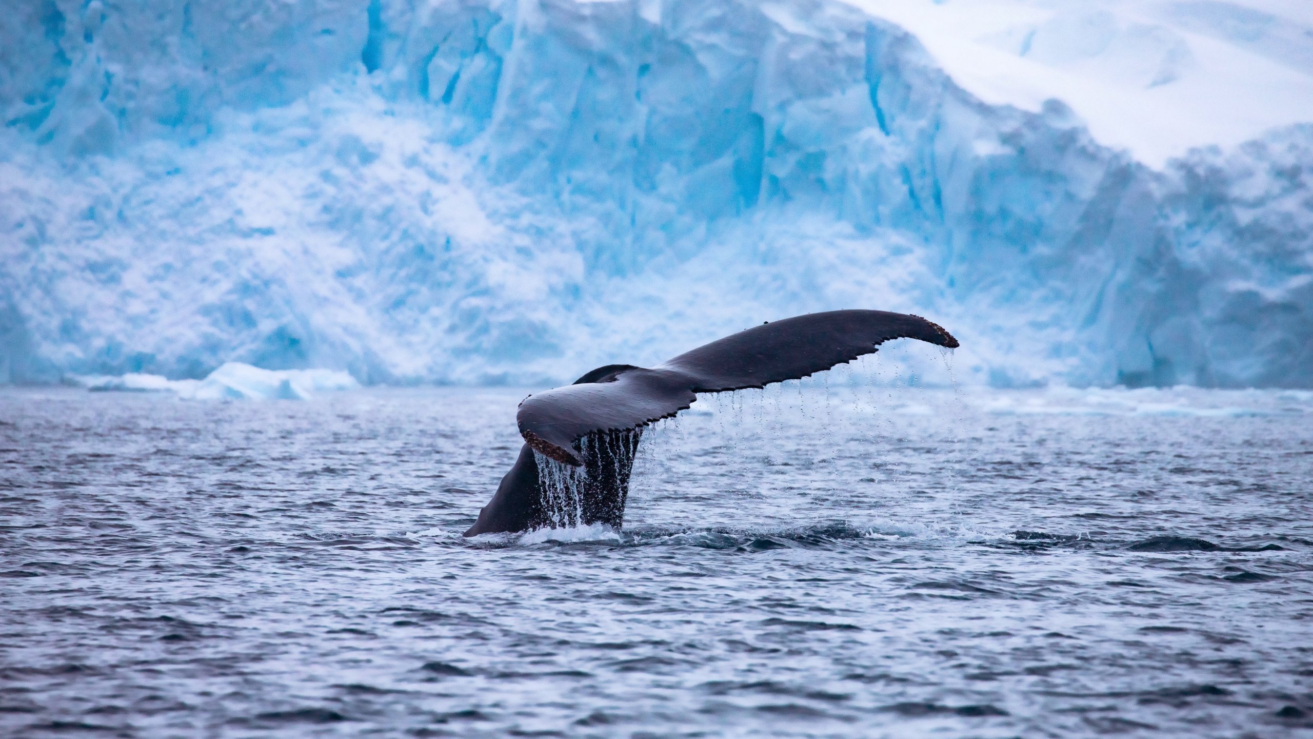 AntarcticaHumpback whale