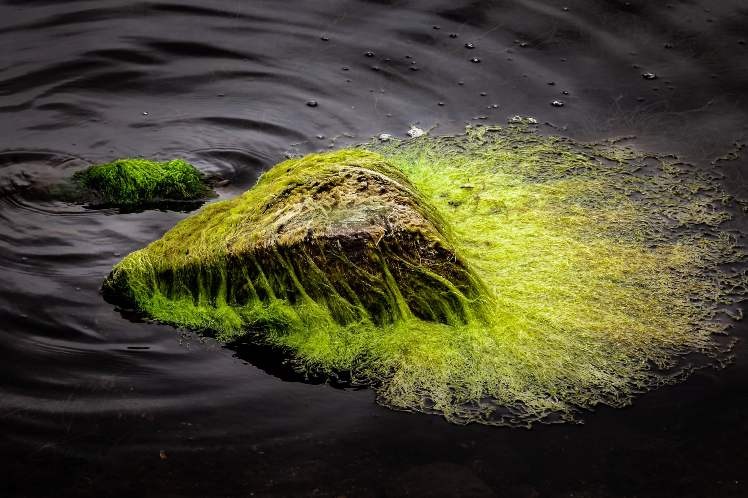 Green algae on Rock in River