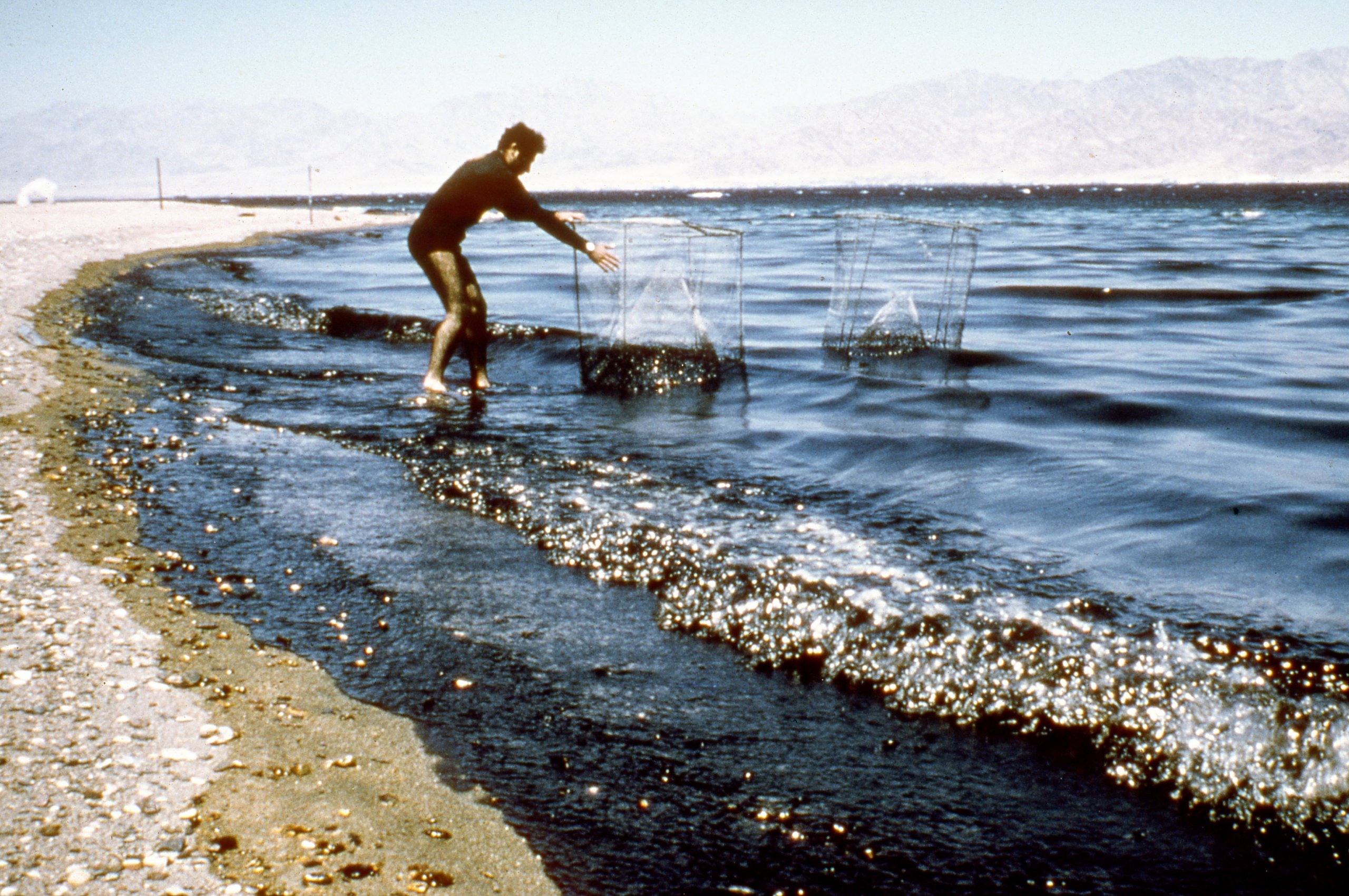 זיהום נפט גולמי בשמורת האלמוגים באילת 1975