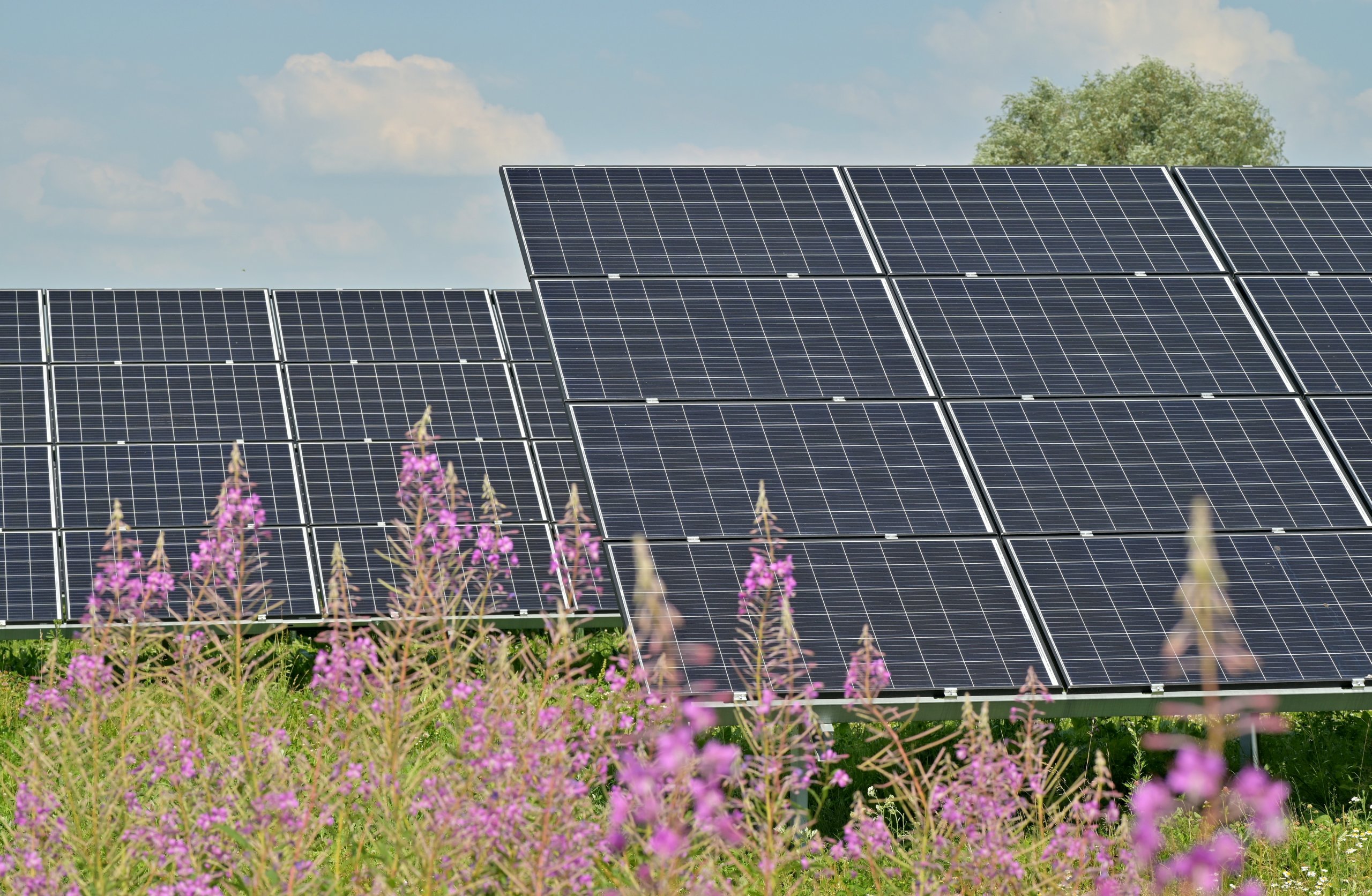 Solar panels in the field, field flowers foreground