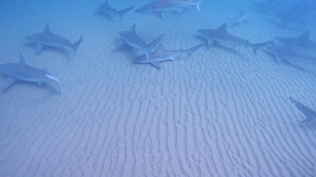 כרישים סנפירתניים. צילום אילן בורנקש
