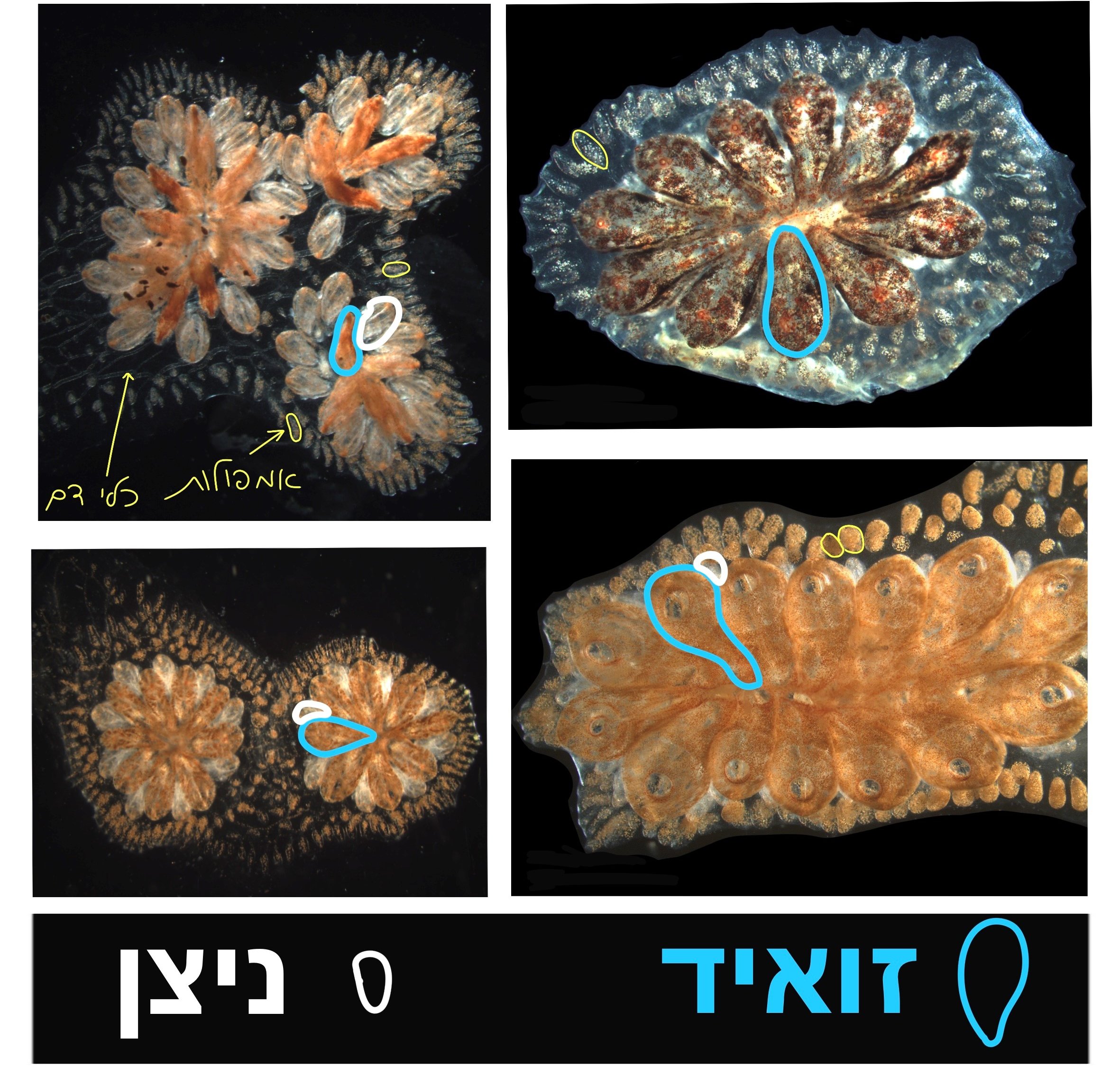 זואידים וניצנים במושבה. צילום – ד''ר אושרת בן-חמו