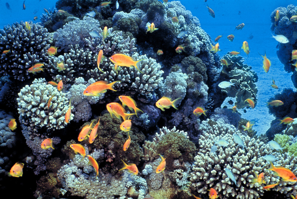 Gulf_of_Eilat_(Red_Sea)_coral_reefs. Daviddarom, Public domain