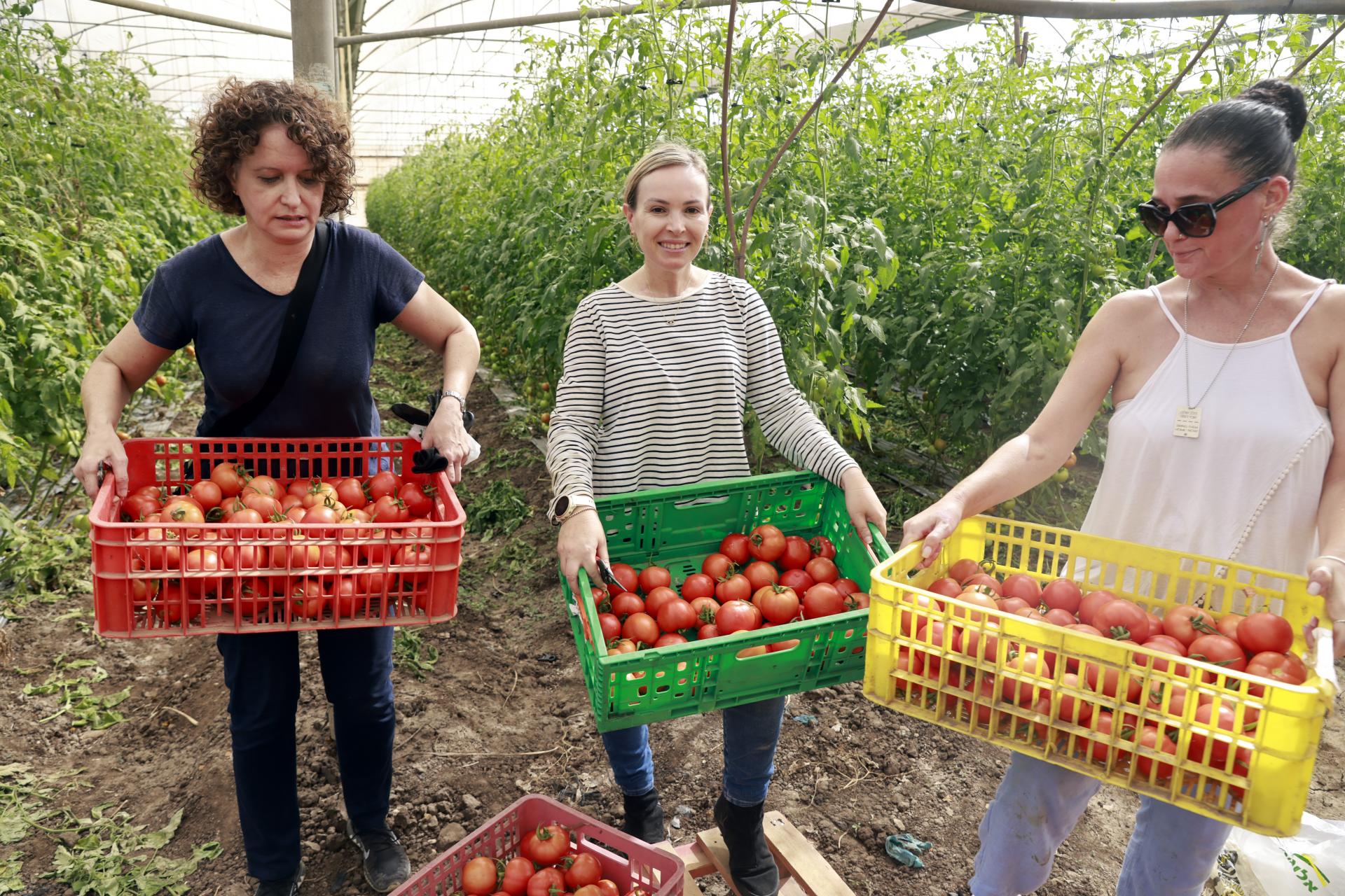 מתנדבות ישראליות בקטיף ירקות 2. צילום – יוסי זמיר, שתיל סטוק