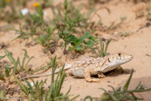 שנונית באר שבע