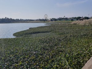 פריחת יקינטון המים באגמון הספורלנד בראשון לציון. צילום: יפה כדר לוי