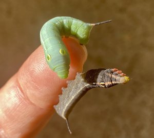 זחלי רפרף כסוף-קו. באדיבות פרופ' ערן לוין