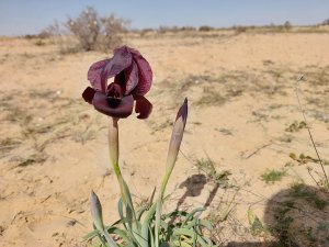אירוס ירוחם. צילום: ד"ר יובל ספיר