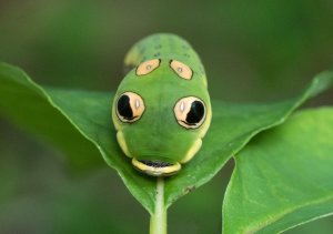 זחל זנב-סנונית ספייסבוש צילום: Sara Bright