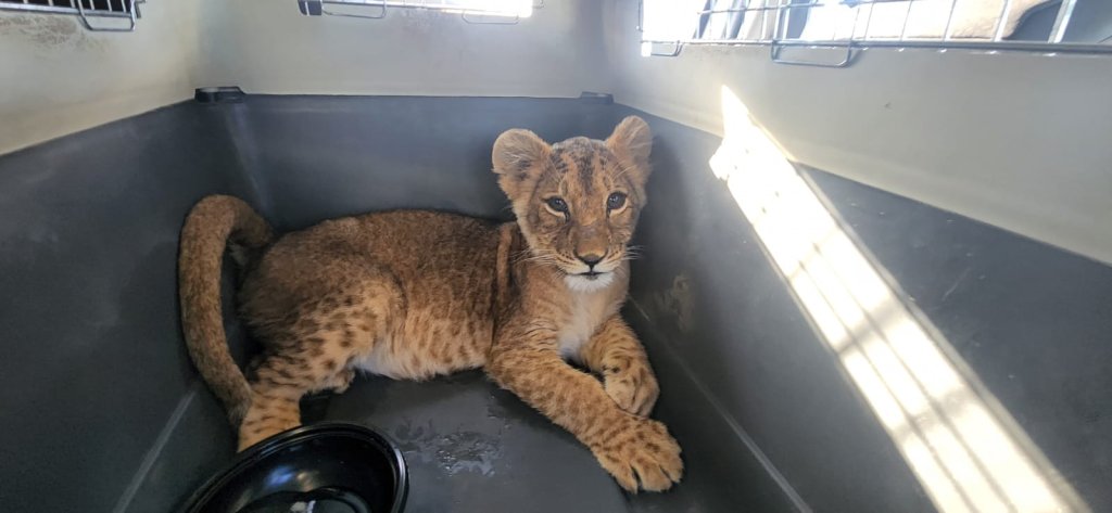 גורת אריות שחולצה. צילום: רשות הטבע והגנים
