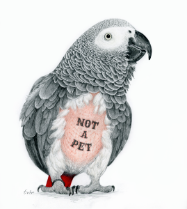 אפרור אפריקני מרוט נוצות, תוצאה נפוצה של חיים בשבי. ציור באדיבות אוולין אנקה