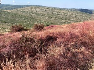 חומר מעכב בעירה לאחר השריפה בהרי ירושלים (יום העצמאות 2025).