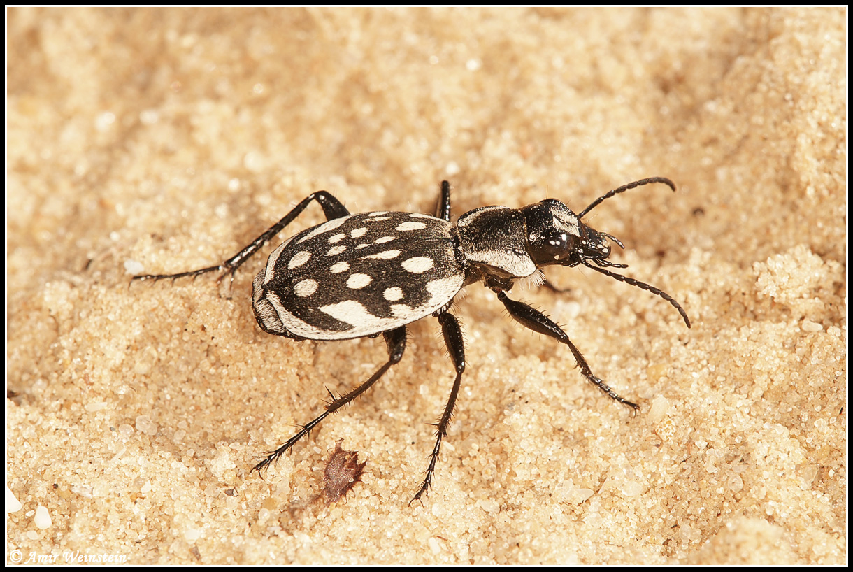 Graphipterus sharonae. צילום: עמיר וינשטיין, insectour.com חרקים - עולם קטן בגדול