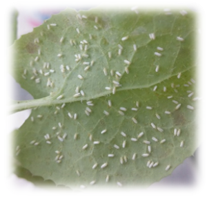 כנימת עש הטבק. צילום: אמיר שריג