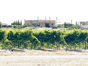 reduced ecology. קרדיט: מתי ברקוביץ