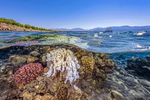 אלמוגים באילת. צילום: תום שלזינגר