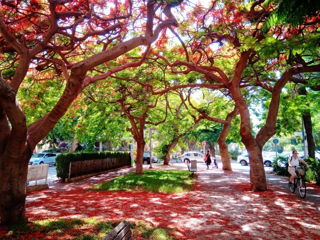 צאלון נאה (Delonix regia), בשדרות דוד המלך בתל-אביב. צילום: יוני קוזלובסקי, מועדים לשלום, רישיון CC BY-NC 4.0
