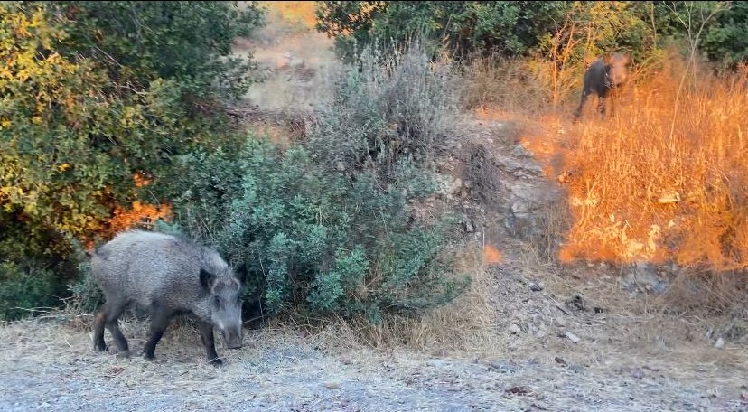 חזירי בר צילום: יעל מסלטון