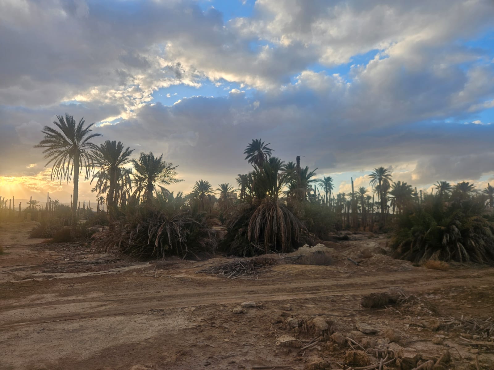 עצי תמר. קרדיט: רועי גלילי
