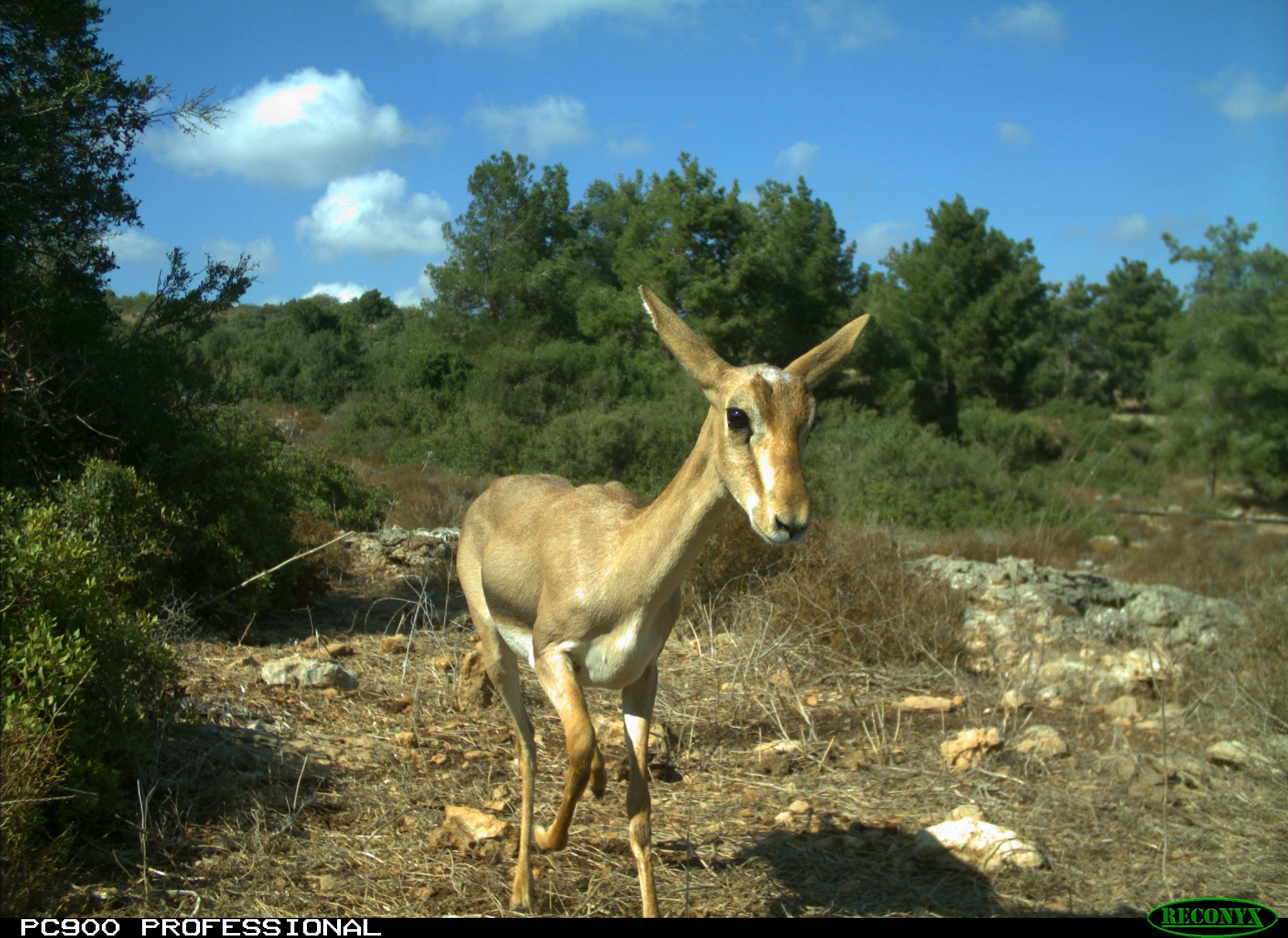 צבי. צילום: ד"ר אמיר ארנון