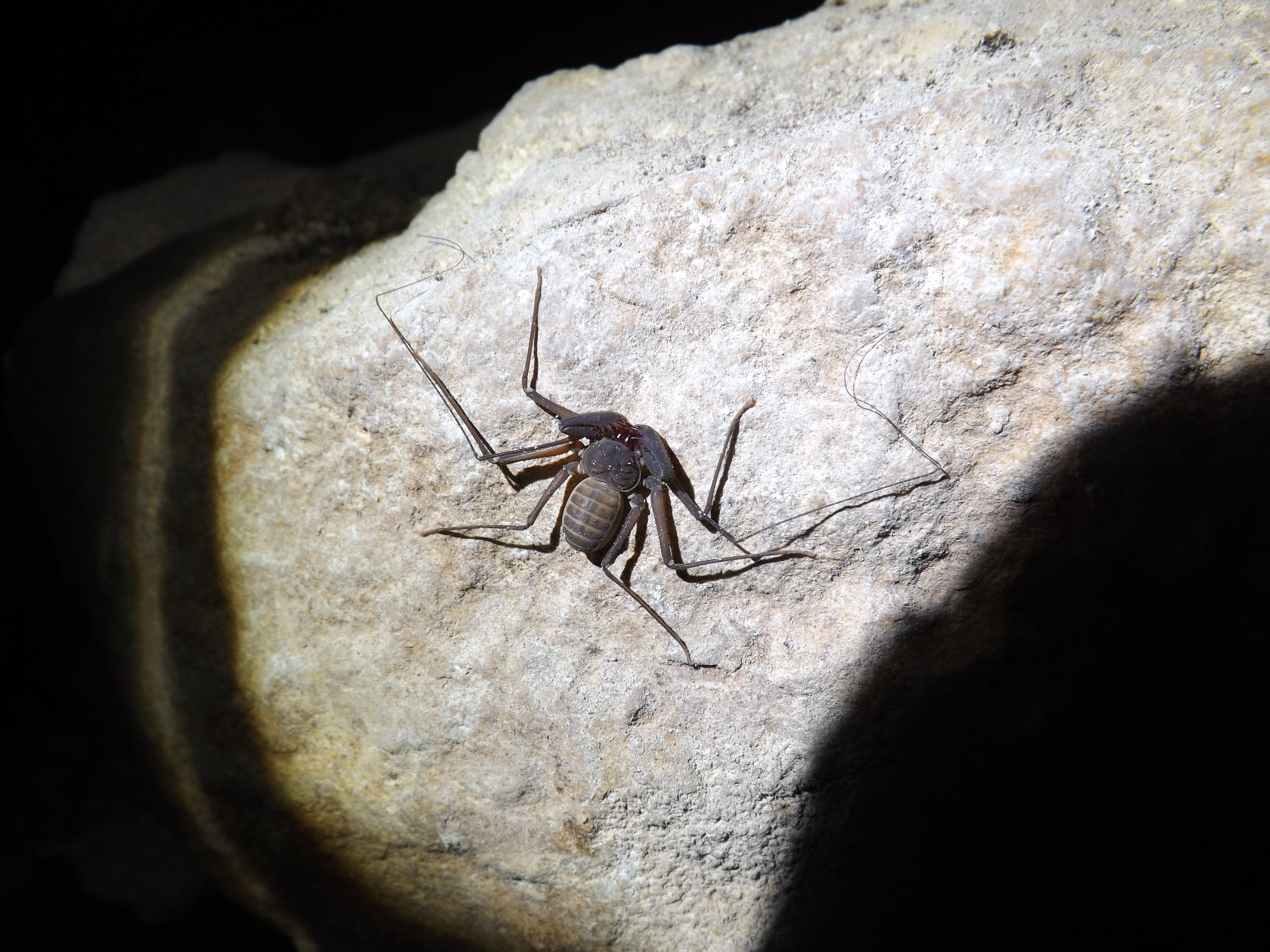 עקרביש ים-תיכוני. צילום: שלמי אהרן