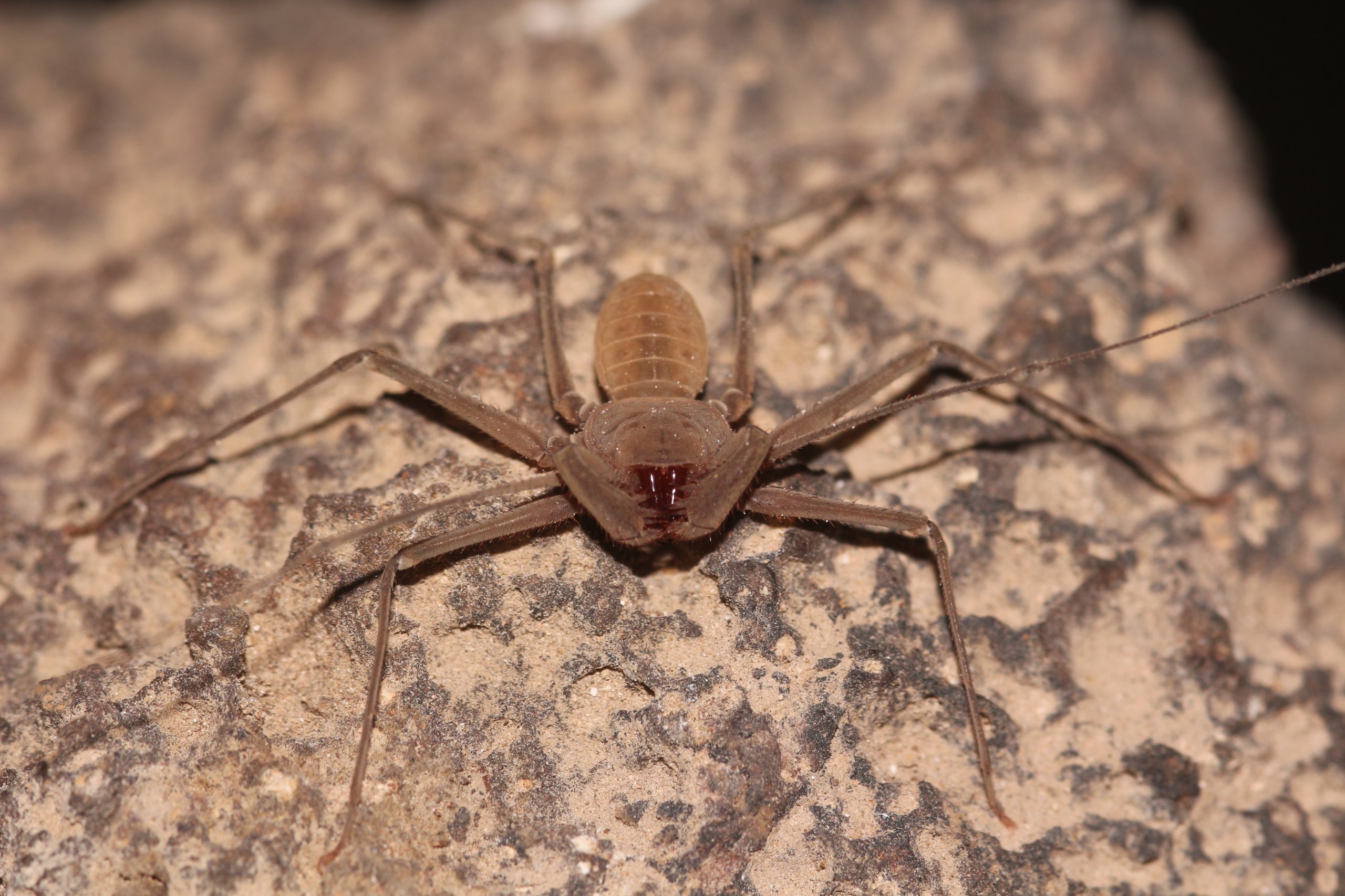 עקרביש עיוור. צילום: שלמי אהרן