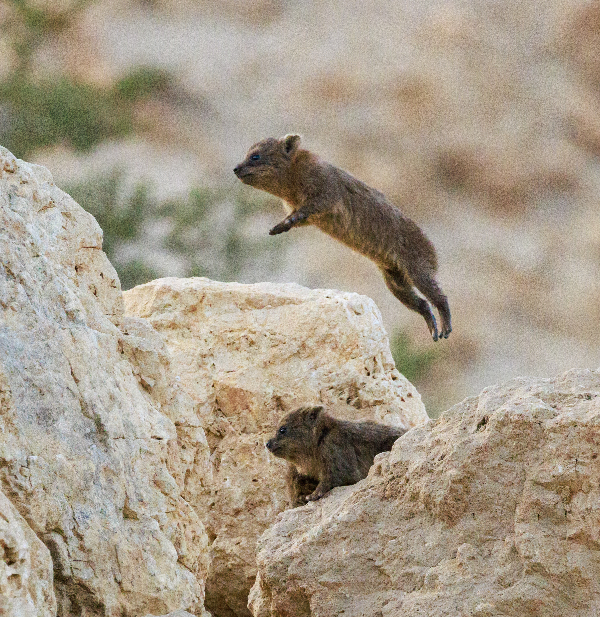 שפן סלעים. צילום: פרופ' עמיעל אילני
