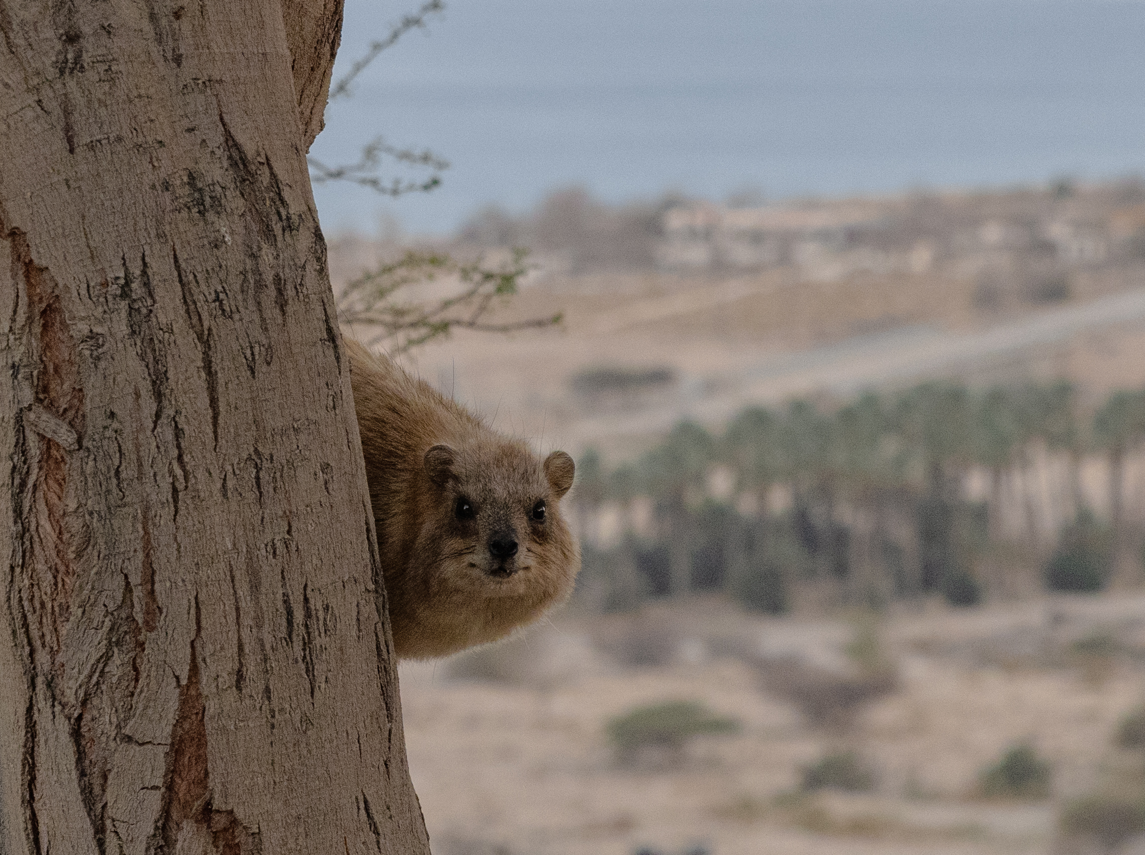 שפן סלעים. צילום: פרופ' עמיעל אילני