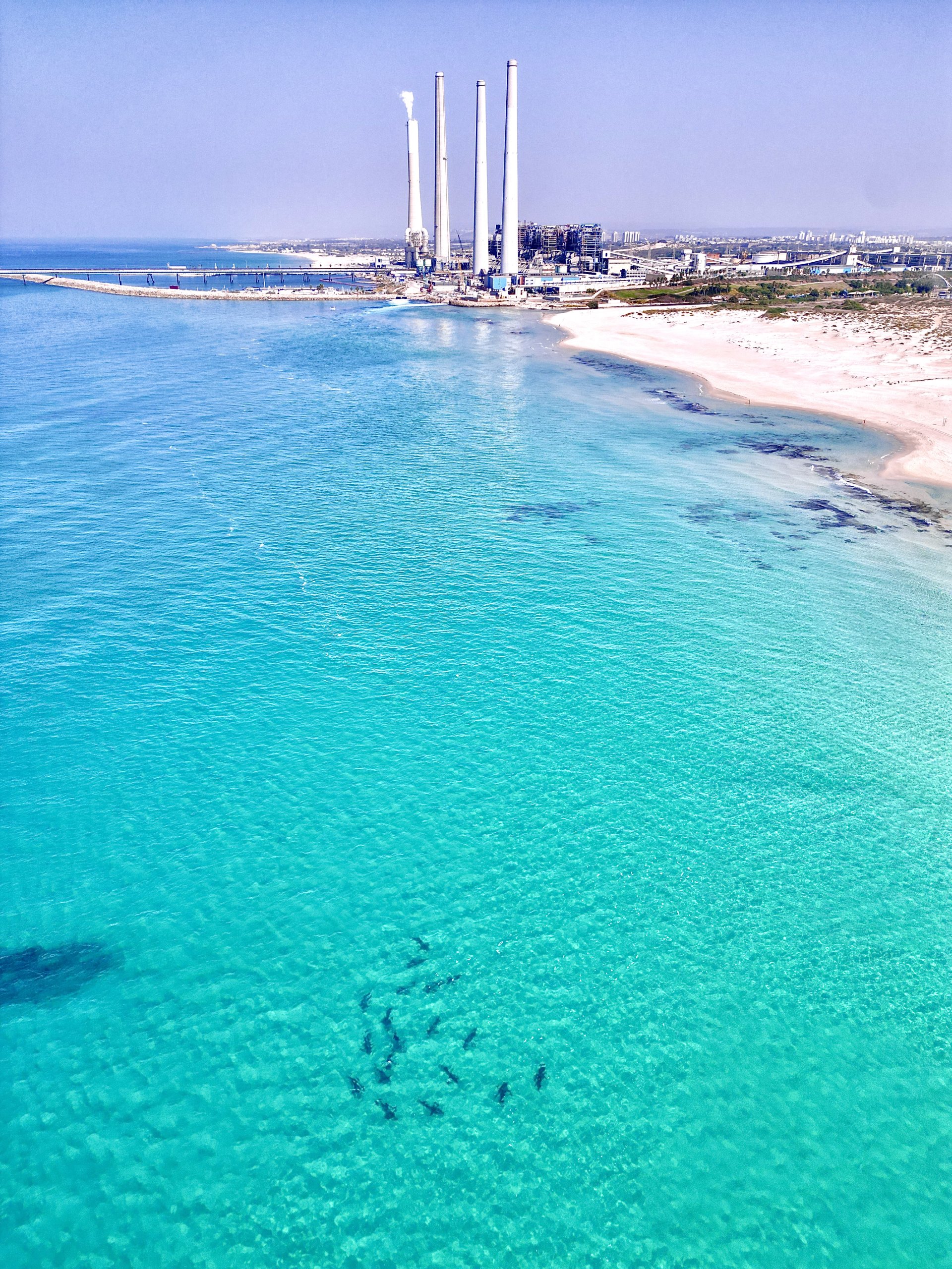 התקבצות כרישים בקרבת תחנת הכוח בחדרה. צילום: מירון שגב, עמותת כרישים בישראל